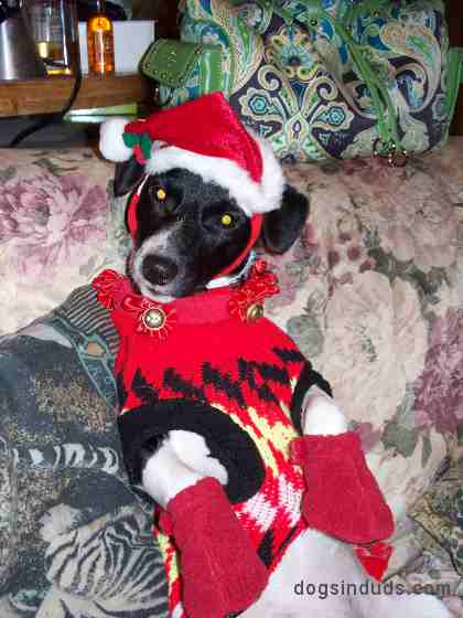 Jack Russell Terrier Christmas